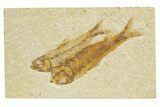 Pair Of Fossil Fish (Knightia) - Wyoming #318559-1